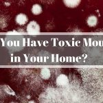 Toxic Mould – How Safe is Your Home?